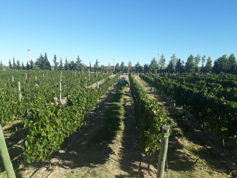 Cierre de la Vendimia en Casa de Piedra: Este año la producción aumentó un 230% en comparación al 2020