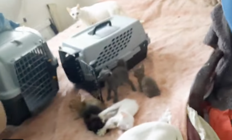 Buenos Aires: tenía más de 88 gatos en su casa, los rescataron y ahora buscan hogar