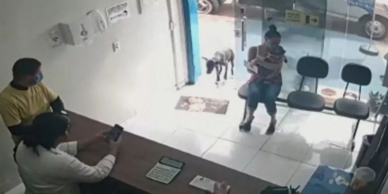 Brasil: ’’Llegó y mostró su pata’’, la enternecedora historia de un perro que se acercó a una veterinaria para que lo atendieran