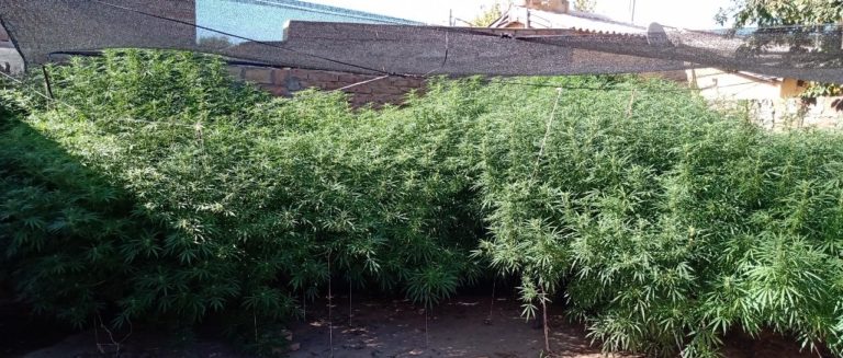 Victorica: Secuestraron 7 plantas de marihuana de más de 2 metros de altura  de una vivienda