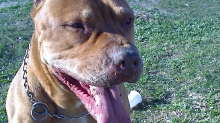 Un nene de un año fue atacado por un pitbull en Córdoba