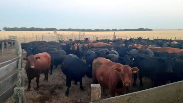 Se detectó un caso de carbunclo en La Pampa