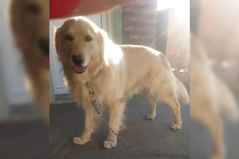 ¡Triste noticia!: El perro “Catriel” del puesto caminero de Castex se escapó y terminó muerto al ser atropellado por un automóvil en la Ruta 35