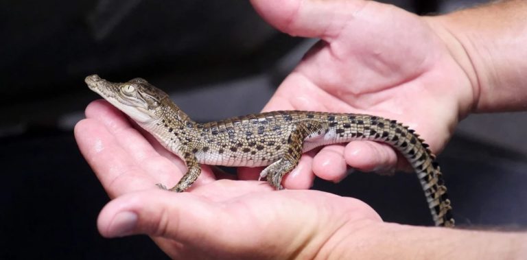 Horror: empresas de artículos de lujo crían cocodrilos en Australia para producir carteras