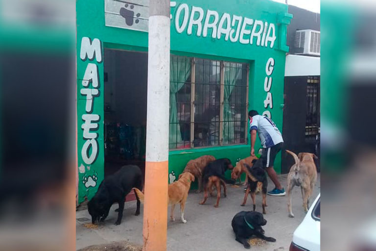 ¡Un gesto que emociona!: En una forrajería de General Pico le dan de comer a los perros callejeros de barrio Malvinas