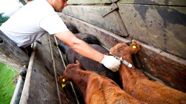 Comienza la vacunación contra la fiebre aftosa y brucelosis en La Pampa