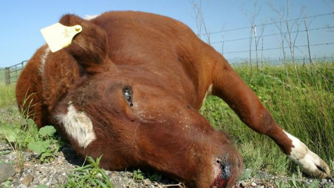 Detectaron caso de carbunclo en La Pampa