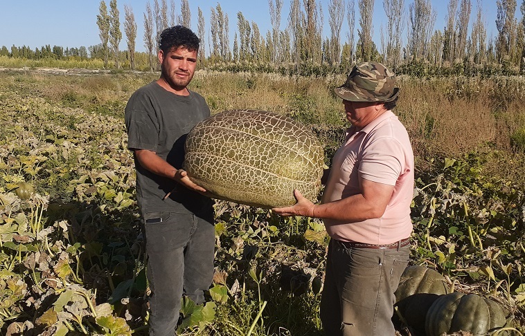 ¡Impresionante!: Productores pampeanos cosecharon zapallos gigantes de hasta 70 kilos