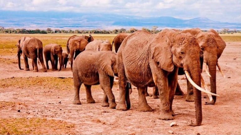 Sudáfrica: un cazador ilegal murió aplastado por una estampida de elefantes