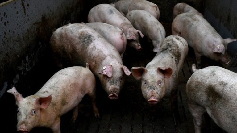 Violenta venganza en Brasil: intentó violar a una joven y tiraron sus genitales a los chanchos