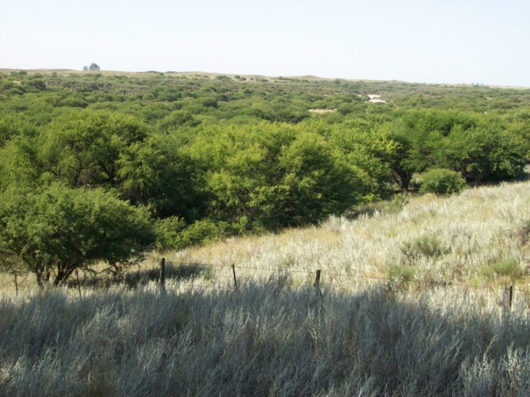 La Pampa: recuerdan que las intervenciones en áreas de bosque nativo requieren autorización previa