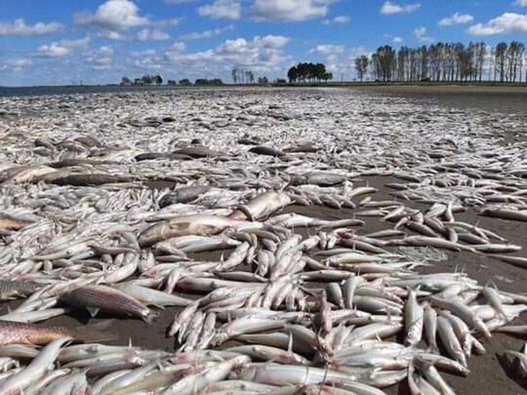 Aparecieron miles de peces muertos en una laguna de Junín