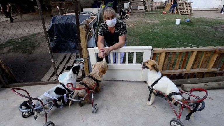Mendoza: Un matrimonio atiende un hospital para perritos discapacitados y rescatados de la calle