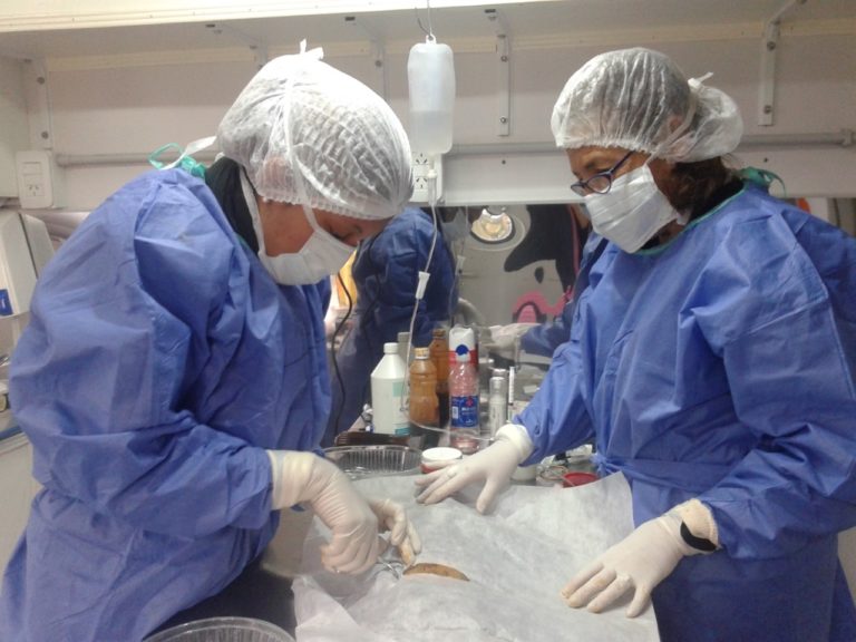 El quirófano móvil de la Facultad de Veterinarias realizó en una intensa campaña de castración de mascotas