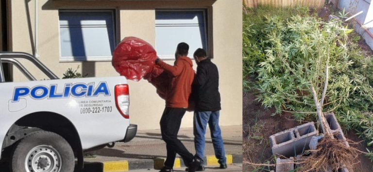 La División de Toxicomanía con Sede en Realicó secuestro 4 plantas de Marihuana y 18 plantines