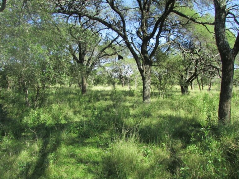 Tramitación de aportes no reintegrables para bosques nativos