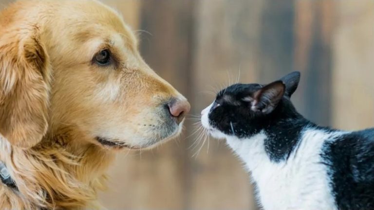 Día del animal: Por qué se celebra el 29 de abril en la Argentina