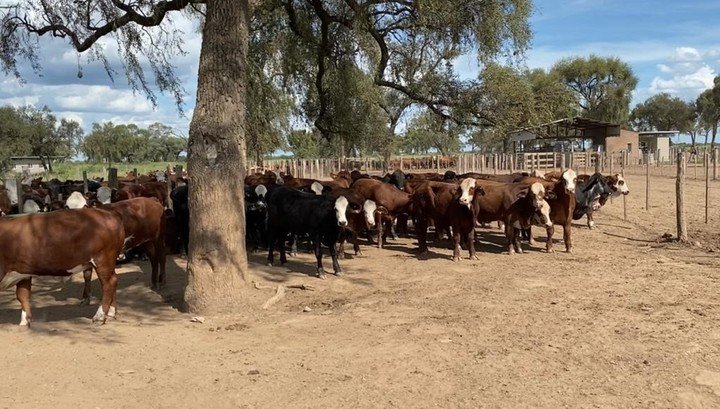 Golpe millonario: Encontraron más de 200 vacunos robados en un campo del senador José Alperovich