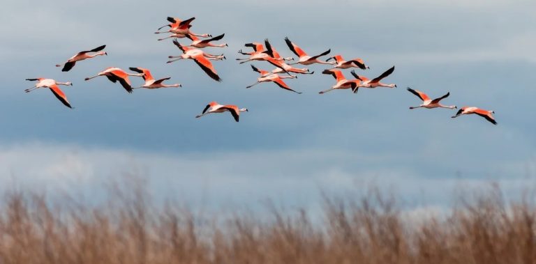 Ecoturismo: Ansenuza, el “mar cordobés” que espera convertirse en parque nacional
