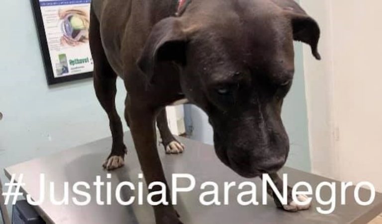 Indignante: dos hombres fueron detenidos en México tras quedar grabados cuando apuñalaban 18 veces a un perro callejero