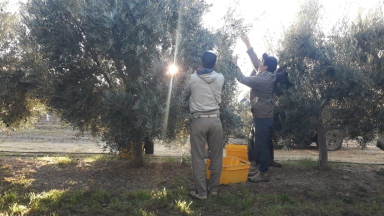 Exitosa cosecha de olivos en la Chacra Experimental de Casa de Piedra