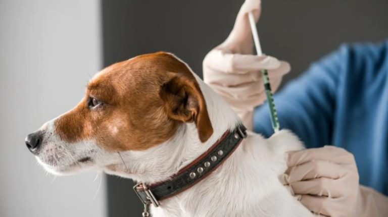 Rusia comenzó su campaña de vacunación contra el coronavirus para animales