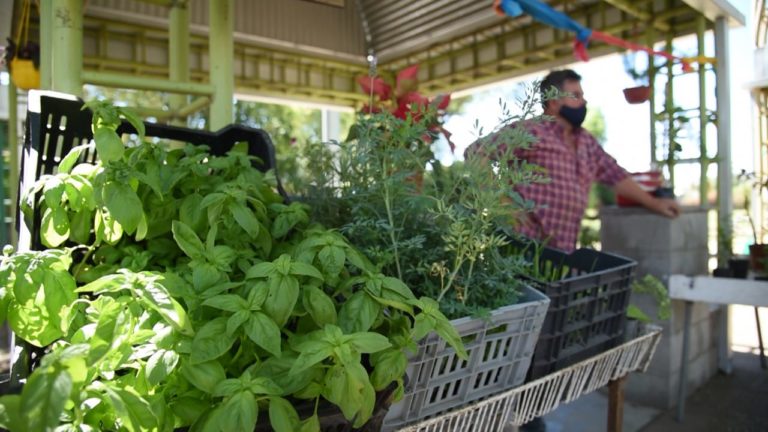 Avanza con éxito la tradicional Feria Florihortícola en el Paseo de la Vida