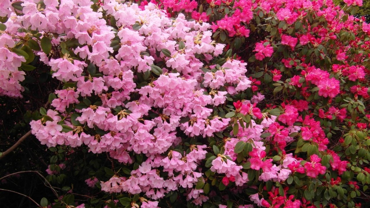 Para los amantes del jardín: Hoy hablaré de las azaleas, mis plantas  favoritas – 