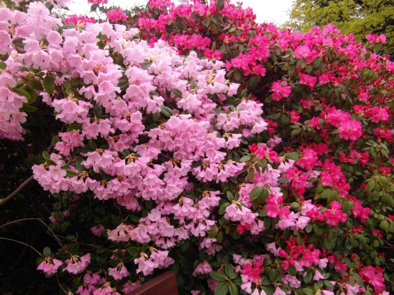 Para los amantes del jardín: Hoy hablaré de las azaleas, mis plantas favoritas