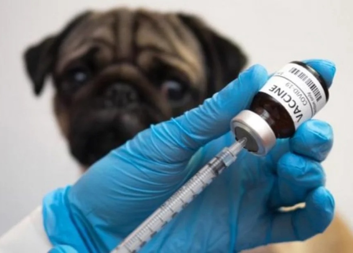 Rusia tiene una vacuna contra el coronavirus para animales y Argentina la quiere