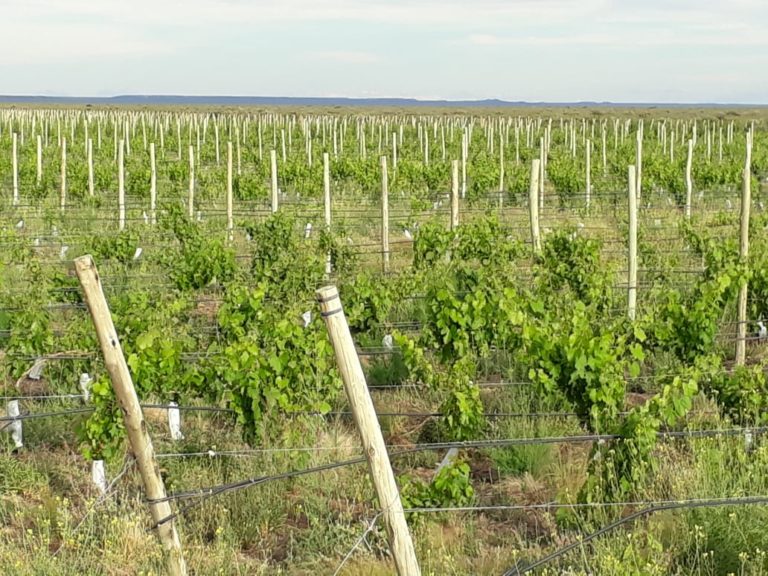 Se suma una nueva empresa y continúa creciendo la viticultura en Casa de Piedra