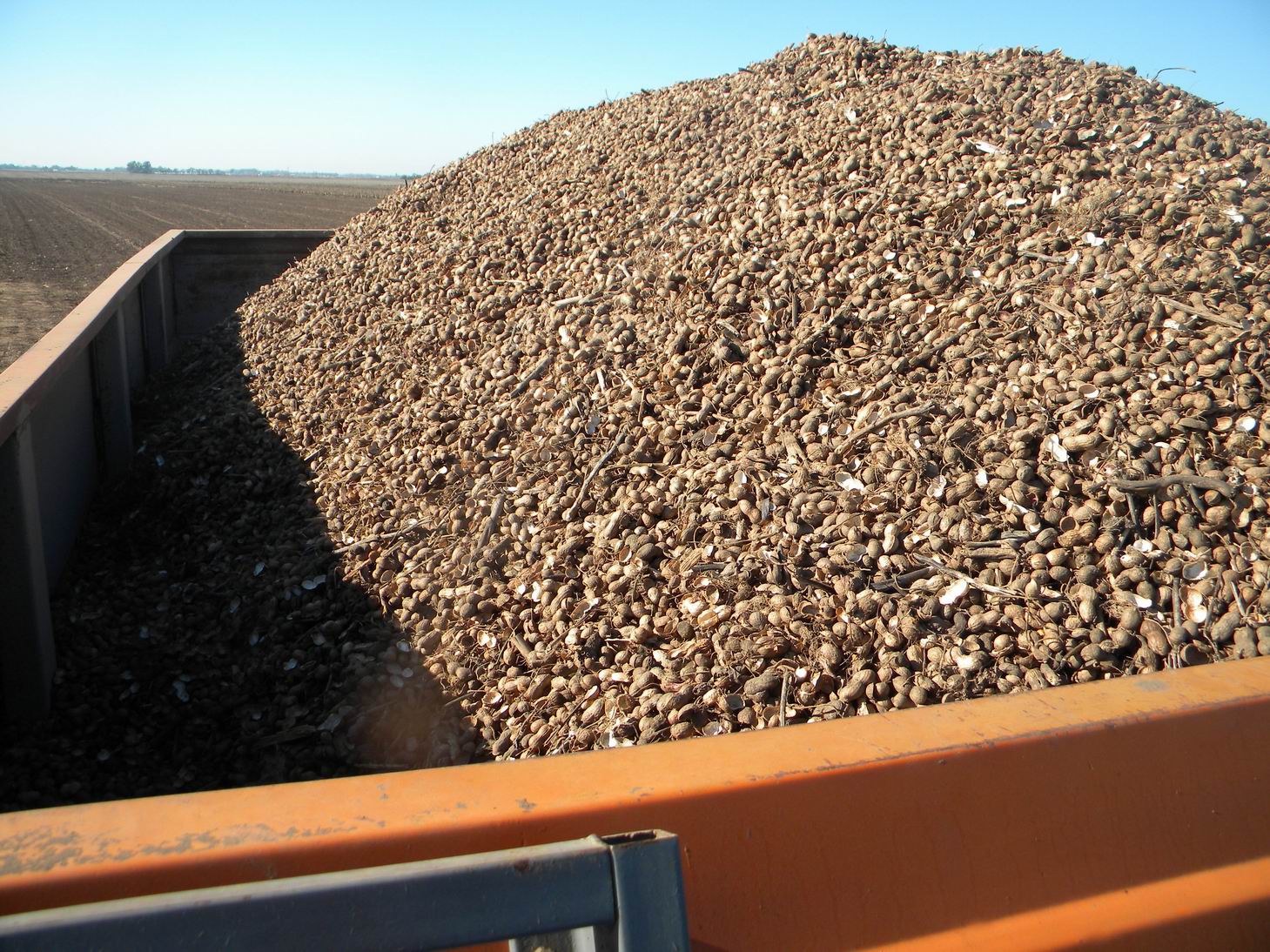 Productores de maní en La Pampa deberán registrarse obligatoriamente