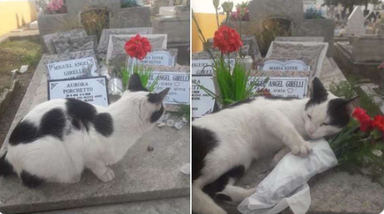 La increíble historia de la gatita que cuida una tumba y se volvió viral: “Debe ser por tantos animales que rescató mi mamá”