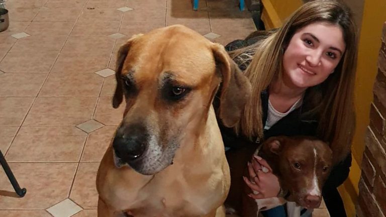 El conmovedor regreso de Milo: hace 9 meses escapó, lo vieron en una isla y ahora apareció solo en la puerta de su casa en Neuquén