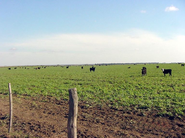 El 15 de junio vence el impuesto inmobiliario rural