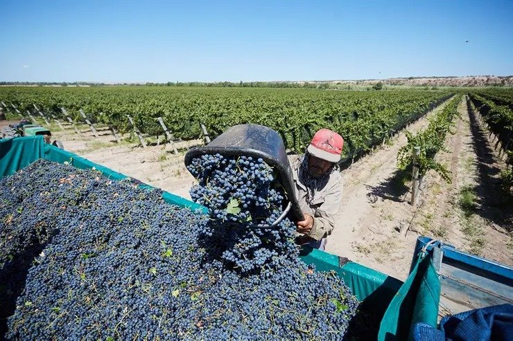En febrero comenzará la vendimia en Casa de Piedra: Esperan una cosecha cercana a los 100 mil kilos, una cifra que superaría la de años anteriores
