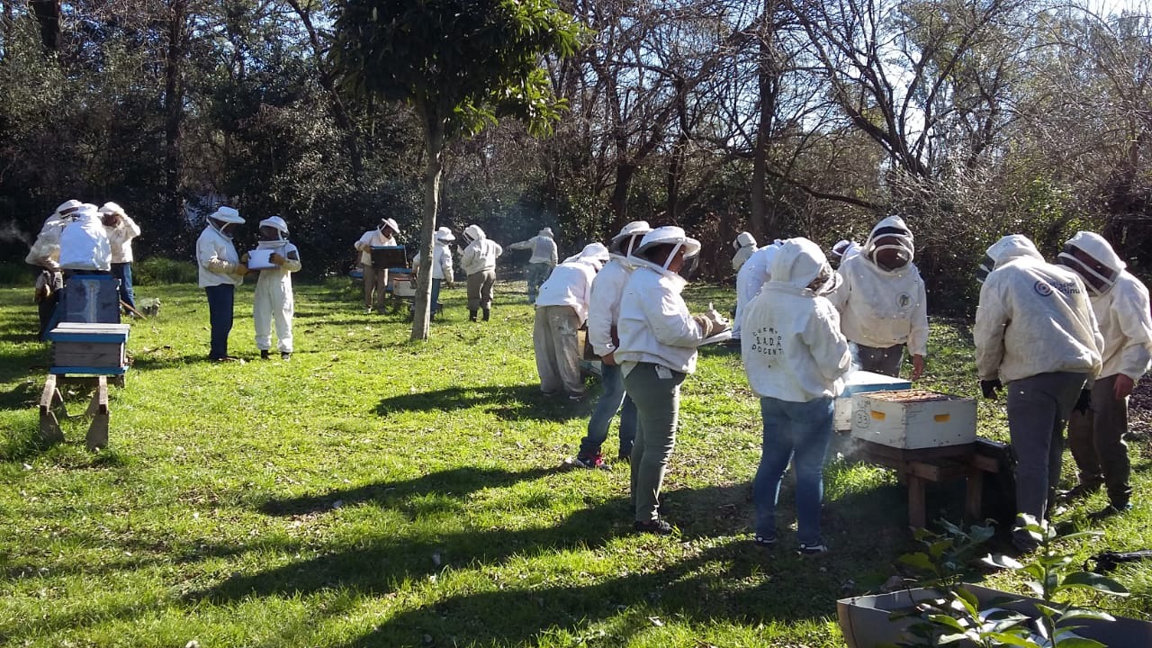 Día del Apicultor: En La Pampa hay 284 productores inscriptos que trabajan con más de 292 mil colmenas