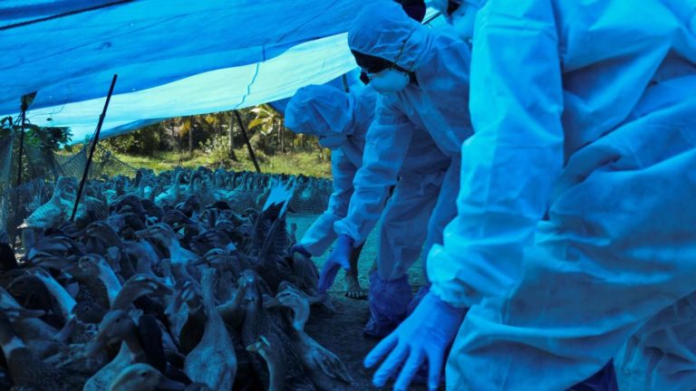 Qué se sabe del virus H5N8 (gripe aviar) que se inició con siete trabajadores rurales