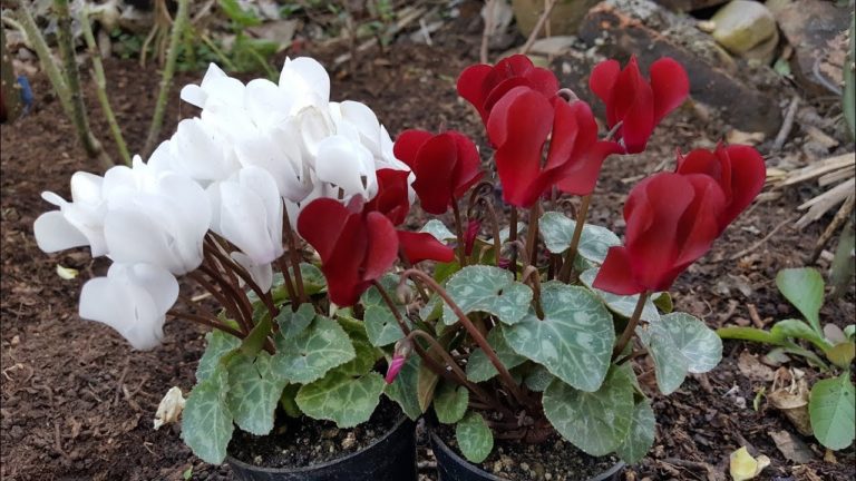 Para los amantes del Jardín: Hoy escribiré sobre violetas de los Alpes