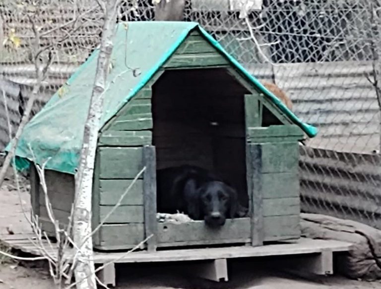 La increíble historia de “Pancho”, el perro que había sido adoptado por una familia de Rancul, pero caminó 20 días para volver al refugio de Realicó