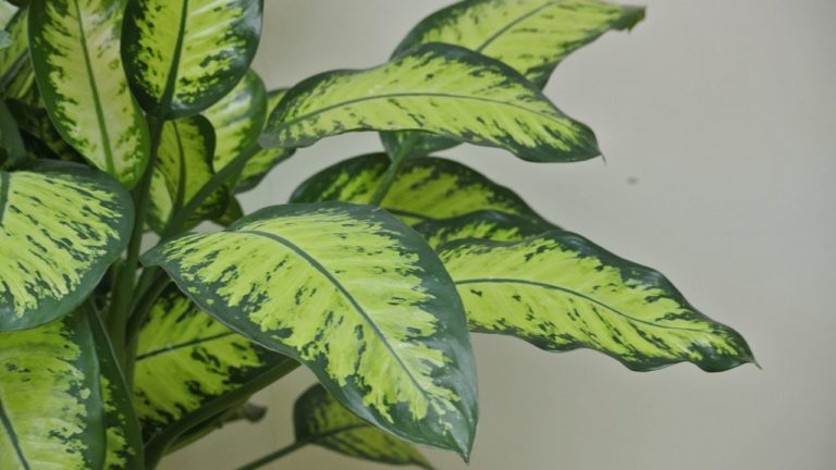 Para los amantes del Jardín: Hoy hablaré de “Dieffenbachia”