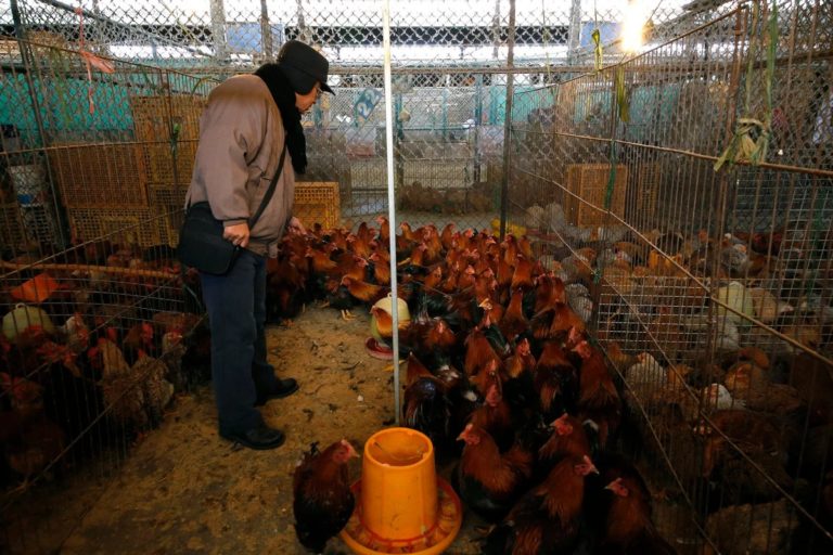 China confirmó el primer contagio humano de una cepa de la gripe aviar