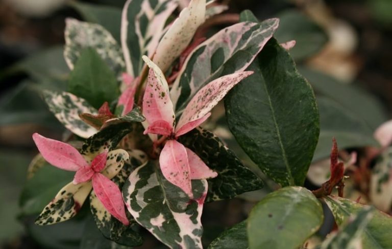 Para los amantes del Jardín: Hoy escribiré sobre “jazmín de leche”