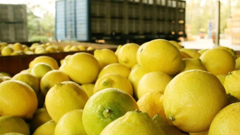 Misiones: Un productor no consiguió trabajadores para la cosecha porque “preferían cobrar planes sociales” y perdió más de $ 50 millones
