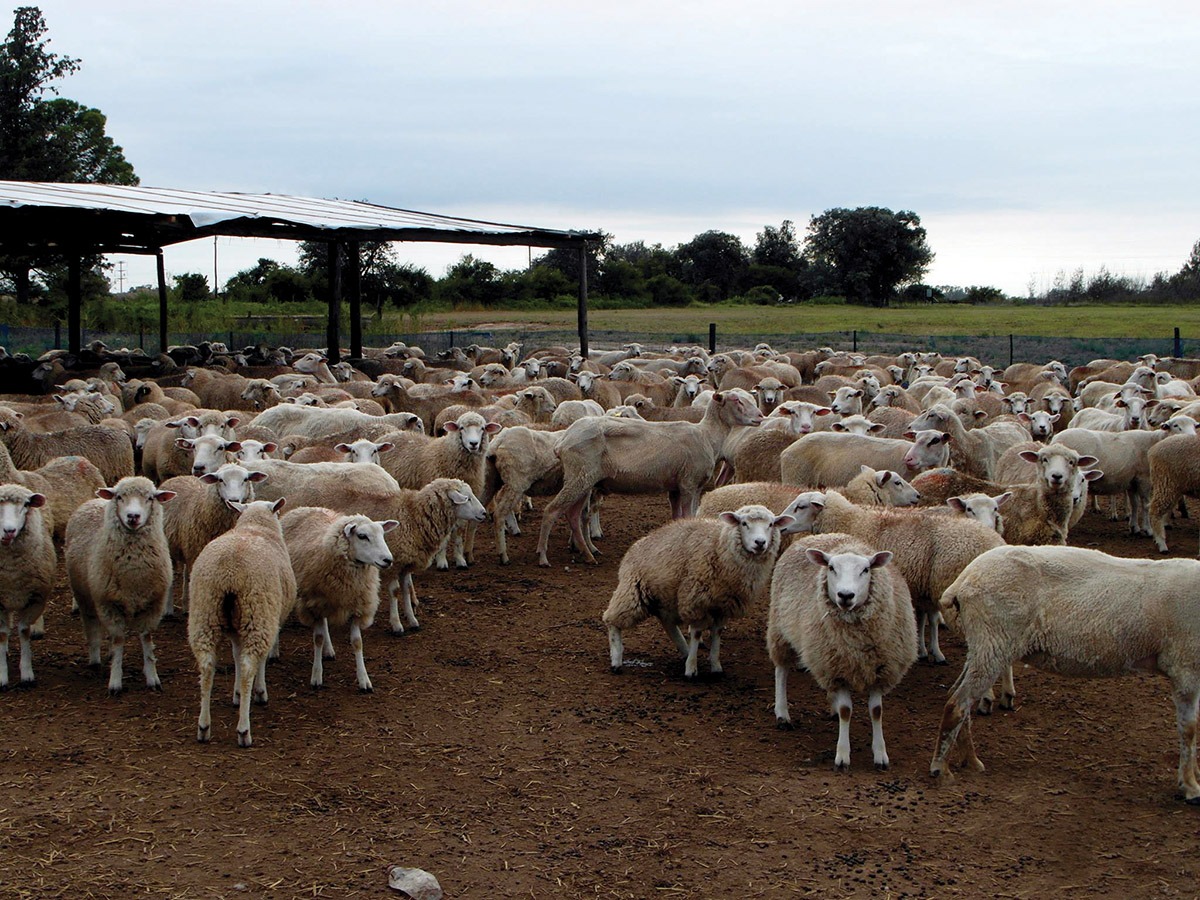 La Pampa: Destinan fondos para productores ovinos y caprinos