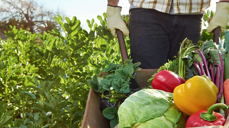 Día Nacional de la Agricultura: Algunos datos destacados de La Pampa