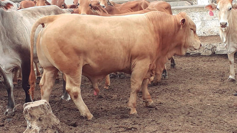 El Banco Nación lanzó créditos por $ 10 mil millones para el “engorde” de ganado, con tasa bonificada por el Ministerio de Agricultura