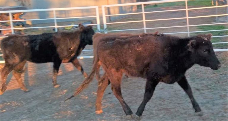 Robo de hacienda en zona rural de Alvear: La Policía recuperó tres vacunos más y la Justicia dictó 180 días de prisión preventiva para los detenidos
