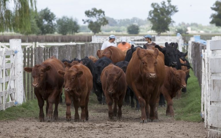 El 31 de julio vence uno de los plazos para el plan de brucelosis
