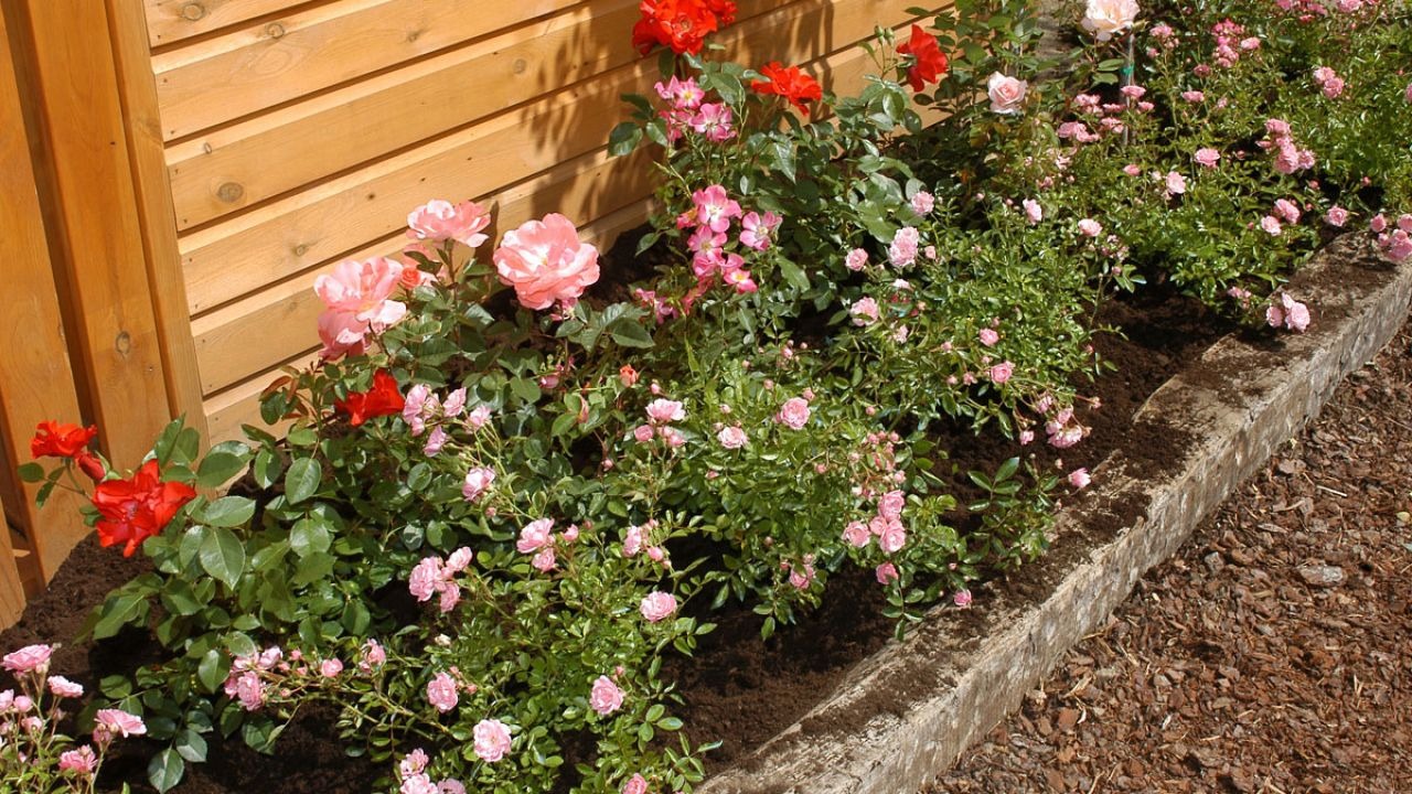 Para los amantes del Jardín: Hoy escribiré sobre rosales arbustivos